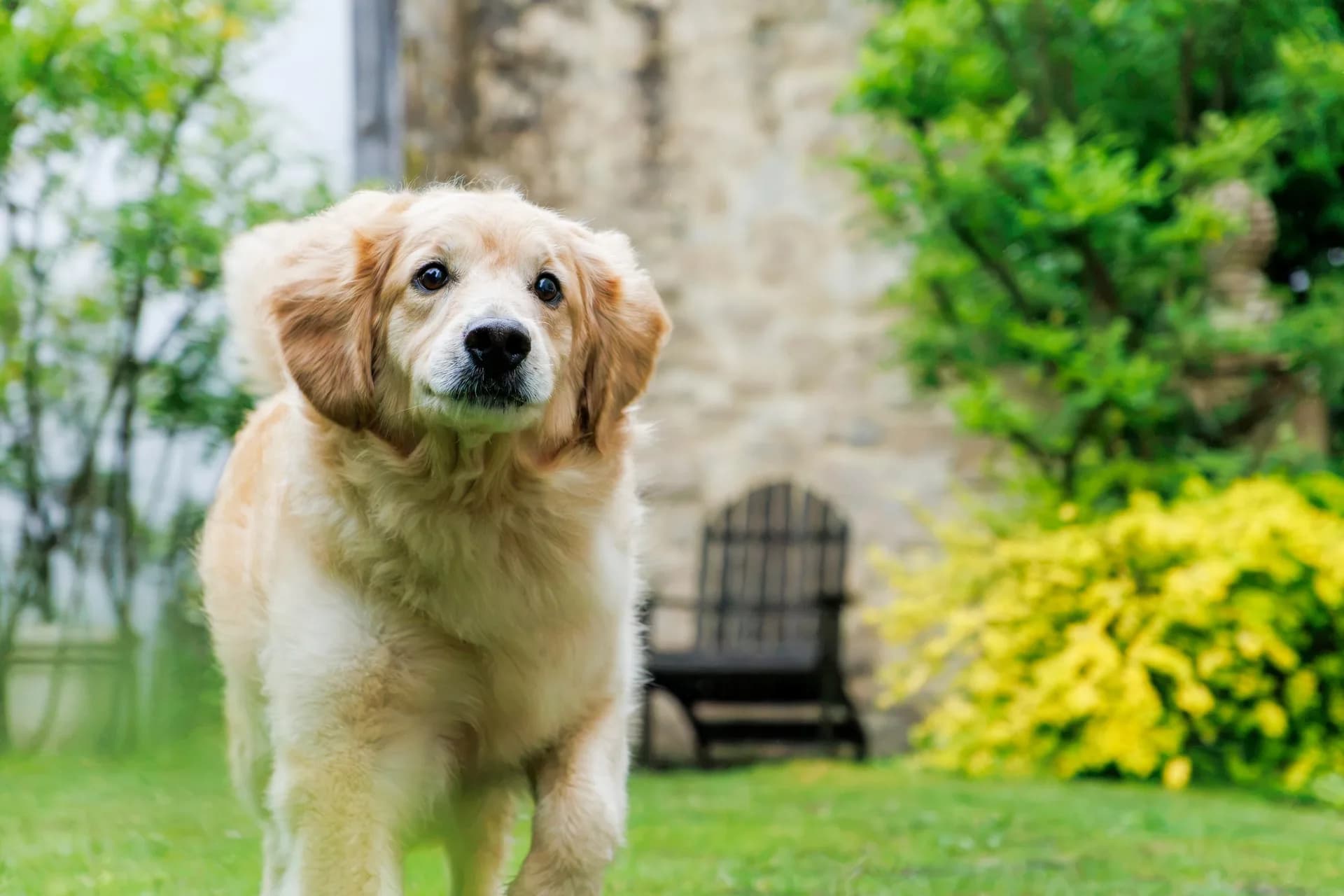 TAMRON 16-50mm F2.8 A (B091) – mintafotó: futó golden retriever kölyökkutya
