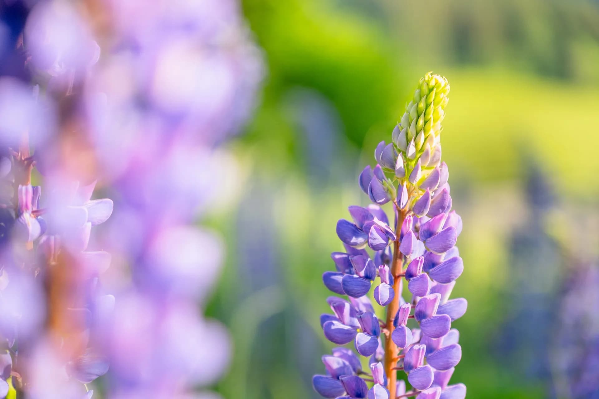 TAMRON 16-50mm F2.8 A (B091) – mintafotó: csillagfürt lágy bokeh-val